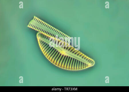 (Diatomee Diatomeae) diatomee, in contrasto di fase e contrasto interferenziale x 200 Foto Stock