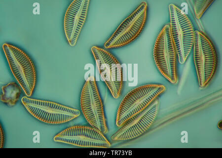 (Diatomee Diatomeae), diatomee in contrasto di fase e contrasto interferenziale x 200 Foto Stock