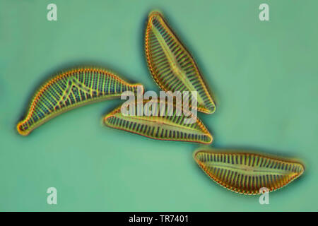 (Diatomee Diatomeae), diatomee in contrasto di fase e contrasto interferenziale x 200 Foto Stock