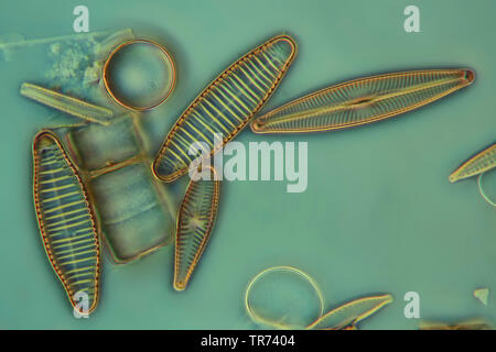 (Diatomee Diatomeae), diatomee in contrasto di fase e contrasto interferenziale x 200 Foto Stock