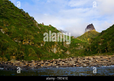 Sub antartiche pelliccia sigillo (Arctocephalus tropicalis), Colonia, Gough Foto Stock