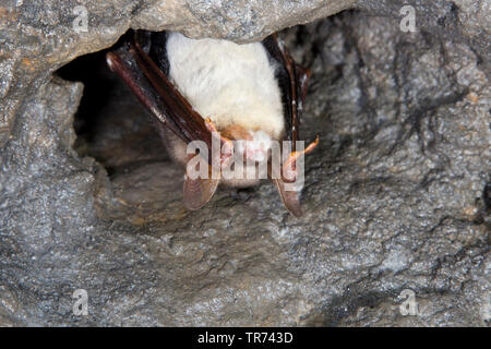 Maggiore Mouse-eared bat, Grandi Mouse-Eared Bat (Myotis myotis), in modalità di ibernazione, bianco con sindrome del naso, Germania Foto Stock