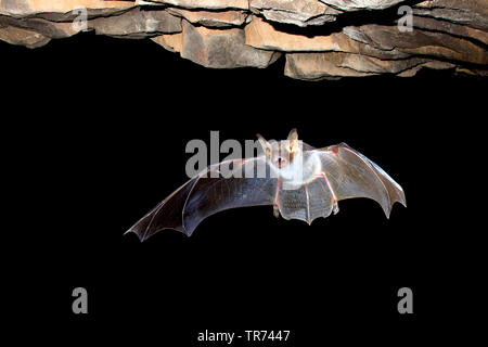 Maggiore Mouse-eared bat, Grandi Mouse-Eared Bat (Myotis myotis), lasciando grotta per la caccia, Belgio Foto Stock