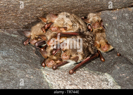 Maggiore Mouse-eared bat, Grandi Mouse-Eared Bat (Myotis myotis), dormendo maggiore Mouse-eared pipistrelli appesi a capofitto in una grotta, Germania Foto Stock