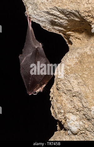 Ferro di cavallo minore bat (Rhinolophus hipposideros), in modalità di ibernazione, Francia Foto Stock