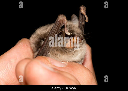 Long-dita (bat Myotis capaccinii), nelle mani di un ricercatore bat, Bulgaria, montagne Rodopi Foto Stock