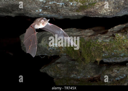 Ferro di cavallo mediterraneo bat (Rhinolophus euryale), lasciando grotta per la caccia, Bulgaria, montagne Rodopi Foto Stock