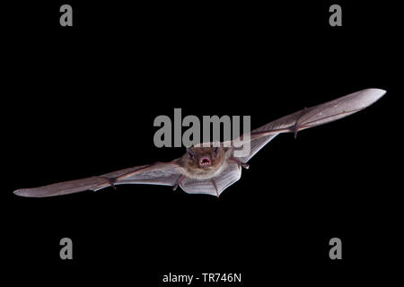 Nathusius' (pipistrelle Pipistrellus nathusii), la caccia di notte, Paesi Bassi Foto Stock