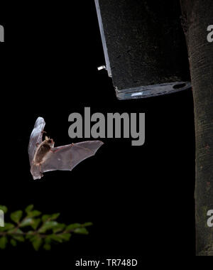 Natterer bat (Myotis nattereri), battenti di fronte batbox, Paesi Bassi Foto Stock