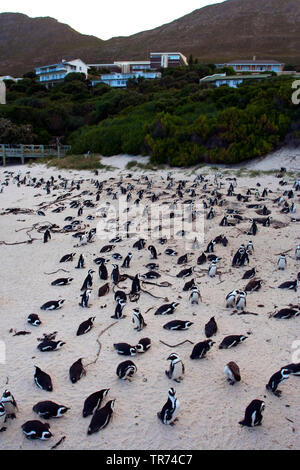 Jackass penguin, African penguin, nero-footed penguin (Spheniscus demersus), Colonia, Sud Africa, Boulders Beach Foto Stock