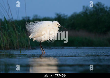 Garzetta (Egretta garzetta), arruffamento delle piume di sera, Ungheria Foto Stock