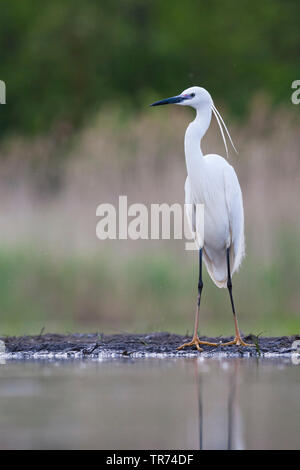 Garzetta (Egretta garzetta), permanente al waterside, Ungheria Foto Stock