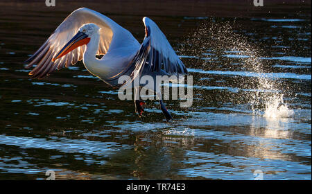 Pellicano dalmata (Pelecanus crispus), partendo dal lago, Grecia, Lesbo, il lago di Kerkini Foto Stock