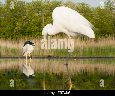 Nitticora (Nycticorax nycticorax), in piedi in acqua con grande garzetta, Ungheria Foto Stock