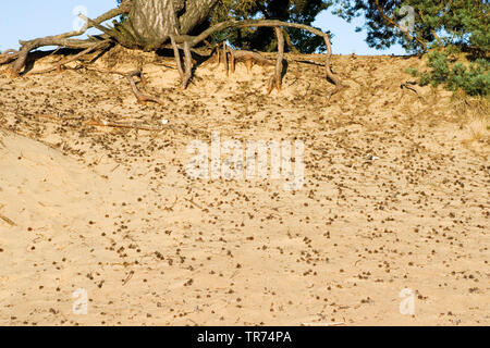 Pino silvestre, pino silvestre (Pinus sylvestris), coni sulla duna di sabbia, Paesi Bassi, Veluwe, Kootwijk, Kootwijkerzand Foto Stock