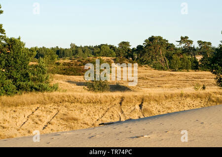 Le dune di sabbia, Paesi Bassi, Veluwe, Kootwijk, Kootwijkerzand Foto Stock