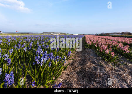 Jacinthe (Hyacinthus orientalis), il campo della lampadina con diversi colori di giacinti, Paesi Bassi, Paesi Bassi del Nord Foto Stock