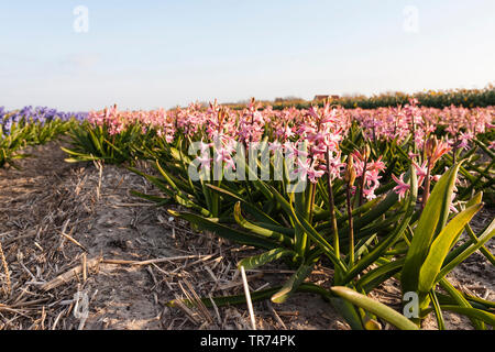 Jacinthe (Hyacinthus orientalis), il campo della lampadina con diversi colori di giacinti, Paesi Bassi, Paesi Bassi del Nord Foto Stock