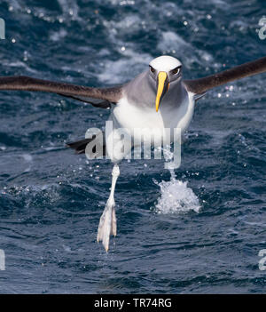 Northern Buller's Albatross, Buller's albatross, Buller's mollymawk (Thalassarche bulleri platei, Thalassarche platei), volare sopra il mare, Nuova Zelanda, Isole Chatham Foto Stock