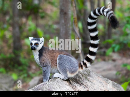 Anello-tailed lemur (Lemur catta), lavori di posa in opera su una roccia, Madagascar, Parco Anja Foto Stock