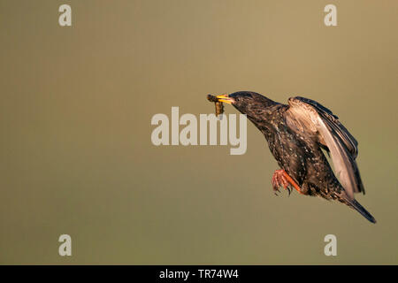 Starling comune (Sturnus vulgaris), volare con la preda nel becco, Ungheria Foto Stock
