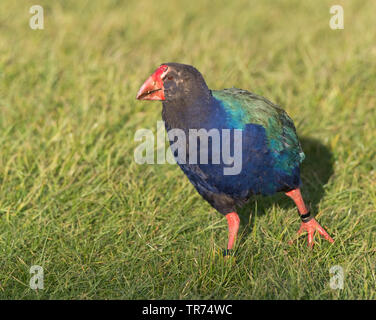 Isola del Sud takahe, notornis, takahe (Porphyrio hochstetteri), un flightless minacciate uccello endemico della Nuova Zelanda, Nuova Zelanda, Isola Settentrionale, Tawharanui Parco Regionale, Penisola Tawharanui Foto Stock