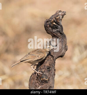 Thekla lark (Galerida malabarica, Galerida theklae), capretti, Spagna, Caceres Foto Stock