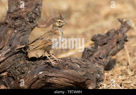 Thekla lark (Galerida malabarica, Galerida theklae), capretti, Spagna, Caceres Foto Stock