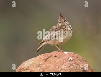 Thekla lark (Galerida malabarica, Galerida theklae), seduta su una roccia, Spagna, Lleida Foto Stock