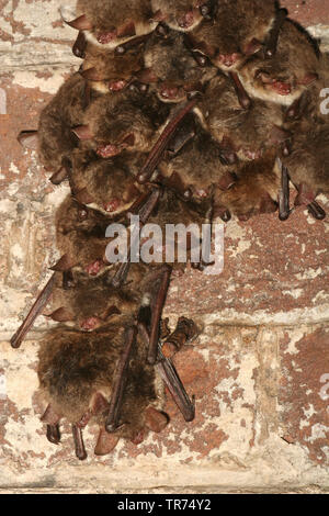 Natterer bat (Myotis nattereri), dormendo in gruppo su una parete, Paesi Bassi Foto Stock