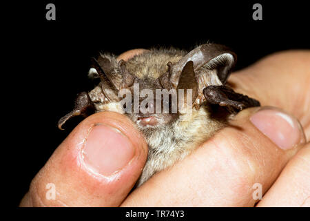 Lungo grigio-eared bat (Plecotus austriacus), a mano, Bulgaria, montagne Rodopi Foto Stock