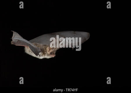 Lungo grigio-eared bat (Plecotus austriacus), la caccia di notte, Belgio Foto Stock