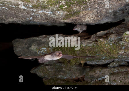 Piegate comune ala di pipistrello, Schreiber bat (Miniopterus schreibersii), la caccia di notte, Bulgaria Foto Stock