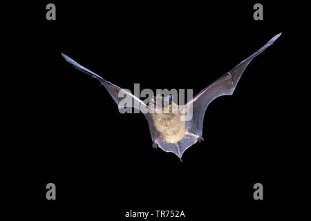 Subedema bat, big brown bat, setoso bat (Eptesicus serotinus), la caccia di notte, Paesi Bassi Foto Stock