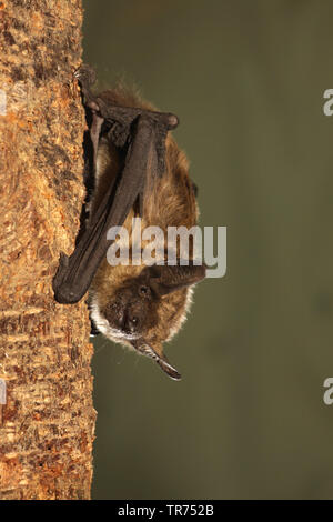 Subedema bat, big brown bat, setoso bat (Eptesicus serotinus), appeso su un tronco di albero, Paesi Bassi Foto Stock