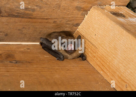 Subedema bat, big brown bat, setoso bat (Eptesicus serotinus), appeso a una trave di legno, Paesi Bassi Foto Stock