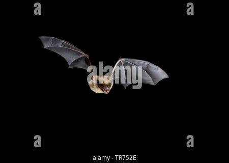 Subedema bat, big brown bat, setoso bat (Eptesicus serotinus), la caccia di notte, Paesi Bassi Foto Stock