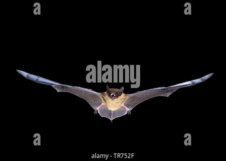 Subedema bat, big brown bat, setoso bat (Eptesicus serotinus), la caccia di notte, Paesi Bassi Foto Stock