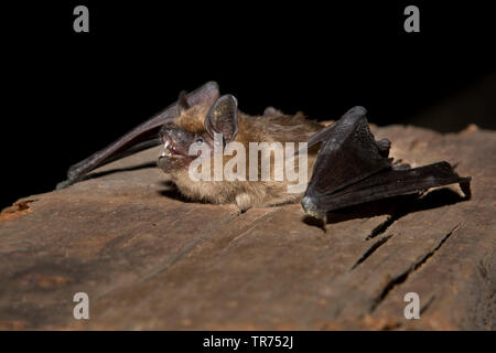 Subedema bat, big brown bat, setoso bat (Eptesicus serotinus), su una trave di legno, Paesi Bassi Foto Stock