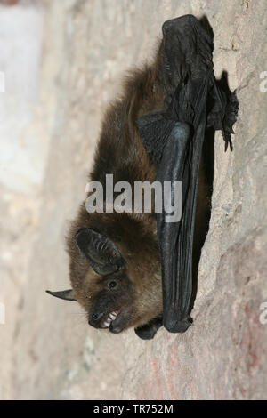 Subedema bat, big brown bat, setoso bat (Eptesicus serotinus), appeso a una parete, Paesi Bassi Foto Stock