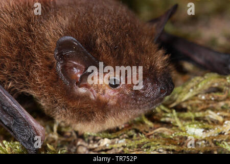 Il soprano pipistrelle (Pipistrellus pygmaeus, Pipistrellus mediterraneus), ritratto, Francia Foto Stock