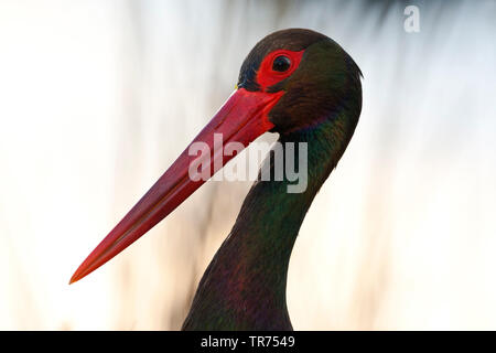 Cicogna Nera (Ciconia nigra), ritratto, Ungheria Foto Stock