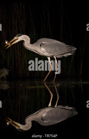 Airone cinerino (Ardea cinerea), con pesce nel becco, Ungheria Foto Stock