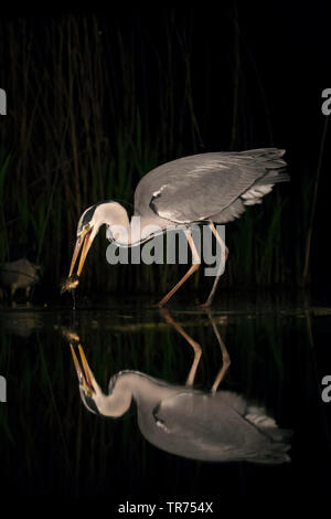 Airone cinerino (Ardea cinerea), con pesce nel becco, Ungheria Foto Stock
