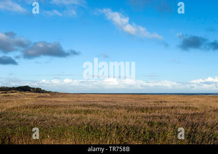 Banca reed su Vlieland, Paesi Bassi, Frisia, Vlieland Foto Stock