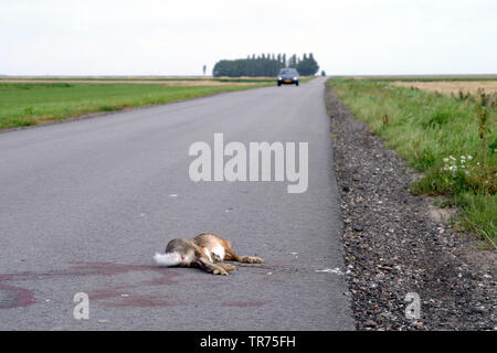 Lepre europea, Marrone lepre (Lepus europaeus), Roadkill , Paesi Bassi Foto Stock