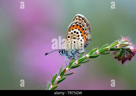 Argento-blu chiodati (Plebejus argus, Plebeius argus), sitzen su bell heather, Paesi Bassi Foto Stock