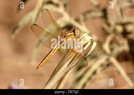 Scarlet schiumarola rubicondo marsh schiumarola Oriental Scarlet (Crocothemis servilia), femmina immaturi, Siria Foto Stock