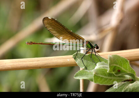 Chiara-winged Demoiselle, nastrati blackwings, agrion nastrati, nastrati demoiselle (Calopteryx splendens intermedia, Agrion splendens intermedia), femmina, Siria, Lago Jabbul Foto Stock