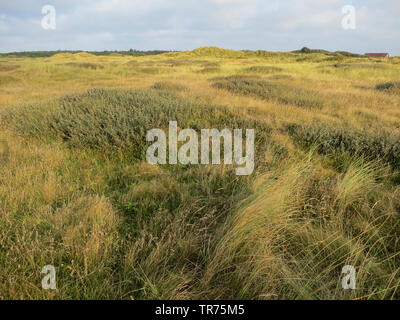 Bog mirto, dolce gale, dolce bayberry (Myrica gale, Gale palustris), Bog Mirto di dune a Vlieland, Paesi Bassi, Frisia, Vlieland Foto Stock